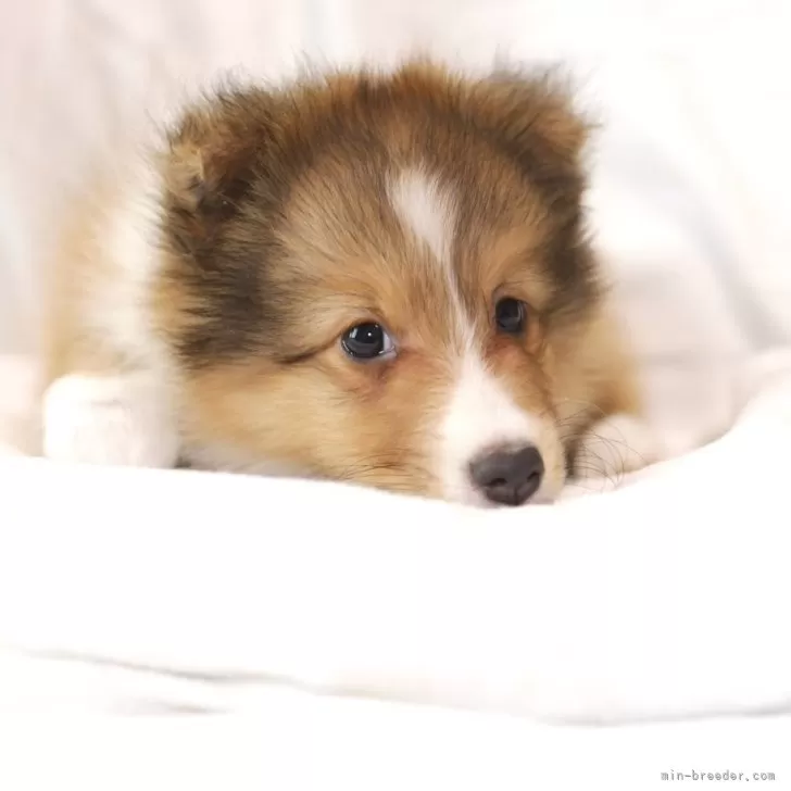 ID:2409-00793の子犬