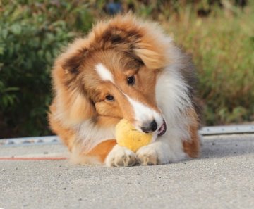 シェットランドシープドッグ【和歌山県・男の子・2015年5月29日・セーブル】の写真「家庭犬としてバツグンの性格です！」