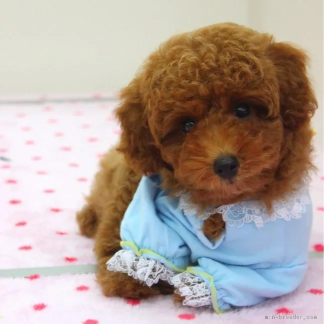 ID:1707-00594の子犬