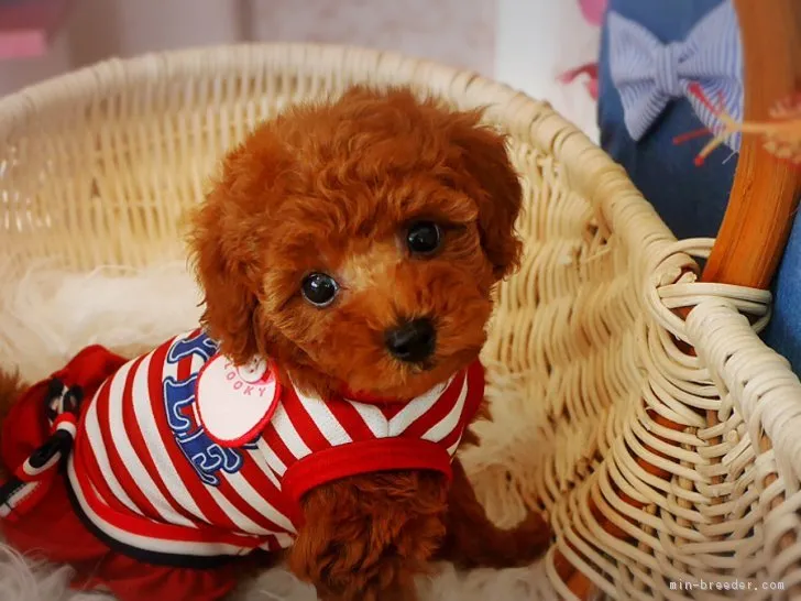 ID：1807-01095の子犬