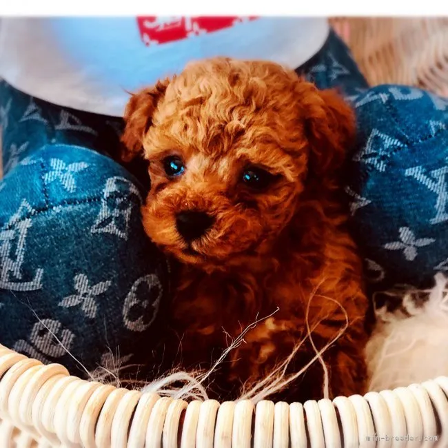 ID:1902-00625の子犬