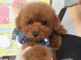 タイニープードル【福岡県・男の子・2016年10月15日・レッド】の写真1