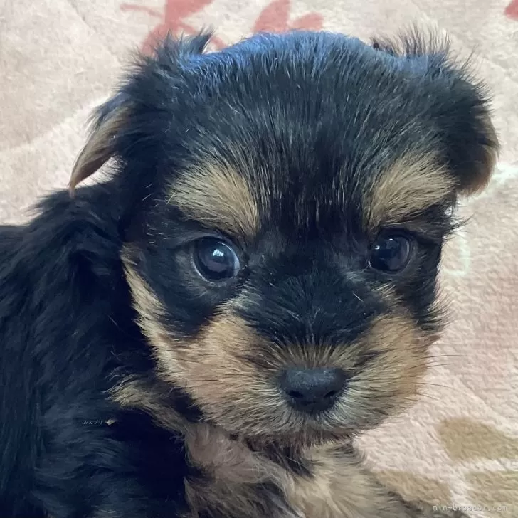 ヨークシャーテリア【福島県・男の子・2025年10月6日・スティールブルー&amp;タン】の写真1