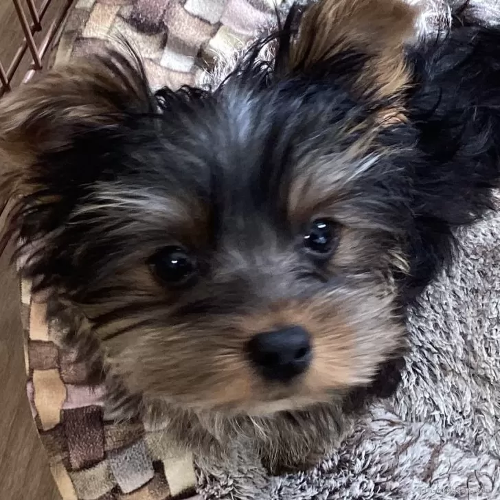 ID:2501-00585の子犬