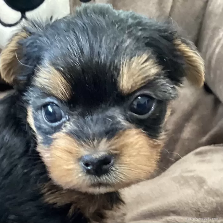 ID：2504-07797の子犬