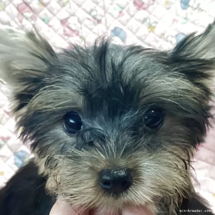 ID:2507-06092の子犬