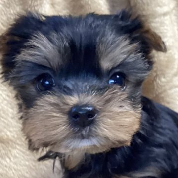ヨークシャーテリア【福島県・女の子・2024年11月30日・スティールブルー&タン】の写真「丸顔の可愛い女の子」
