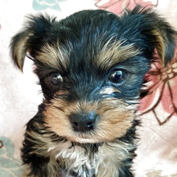 ヨークシャーテリア【福島県・女の子・2025年9月27日・スティールブルー&タン】の写真「母親似の美人ちゃん」