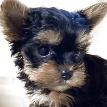 ヨークシャーテリア【福島県・男の子・2025年10月6日・スティールブルー&タン】の写真「お目々クリクリの男の子」