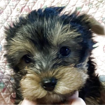 ヨークシャーテリア【福島県・男の子・2025年10月6日・スティールブルー&タン】の写真「おっとりした男の子」