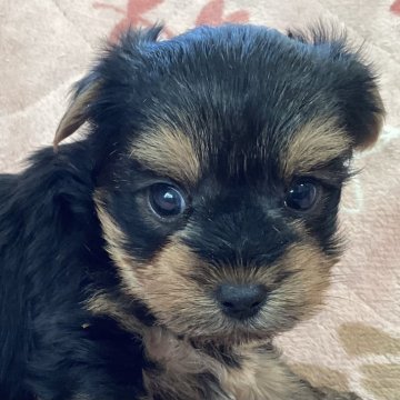 ヨークシャーテリア【福島県・男の子・2025年10月6日・スティールブルー&タン】の写真「お目々クリクリの男の子」