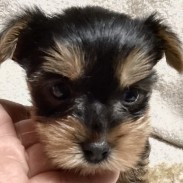 ヨークシャーテリア【福島県・男の子・2025年1月10日・スティールブルー&タン】の写真「おとなしい男の子」
