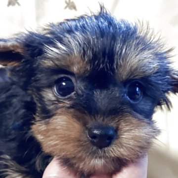 ヨークシャーテリア【福島県・男の子・2025年10月6日・スティールブルー&タン】の写真「お目々クリクリの男の子」