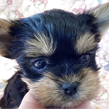 ヨークシャーテリア【福島県・男の子・2025年10月6日・スティールブルー&タン】の写真「お目々クリクリの男の子」