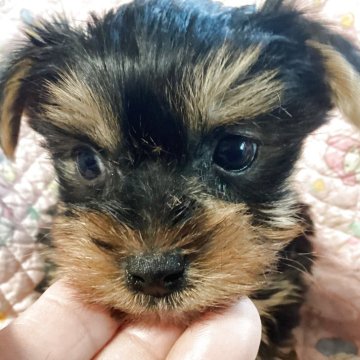 ヨークシャーテリア【福島県・男の子・2025年10月6日・スティールブルー&タン】の写真「おっとりした男の子」