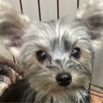 ヨークシャーテリア【福島県・女の子・2025年5月1日・スティールブルー&タン】の写真「少し色黒の女の子」