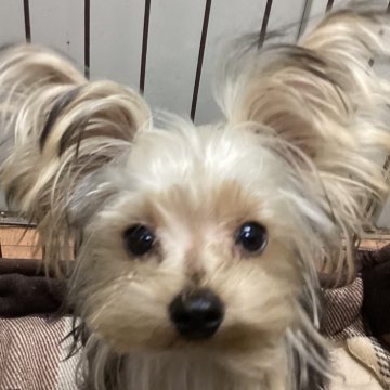 ヨークシャーテリア【福島県・男の子・2025年5月1日・スティールブルー&タン】の写真「小さなイケメンくん」