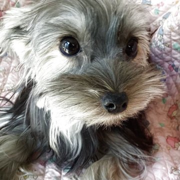 ヨークシャーテリア【福島県・女の子・2025年5月1日・スティールブルー&タン】の写真「少し色黒の女の子」