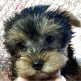 ヨークシャーテリア