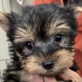 ヨークシャーテリア