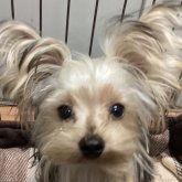 ヨークシャーテリア