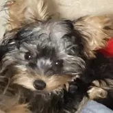 ヨークシャーテリア【福島県・女の子・2025年6月17日・スティールブルー&タン】の写真2