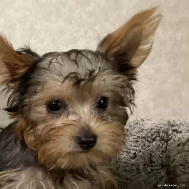 ID：2407-06932の子犬