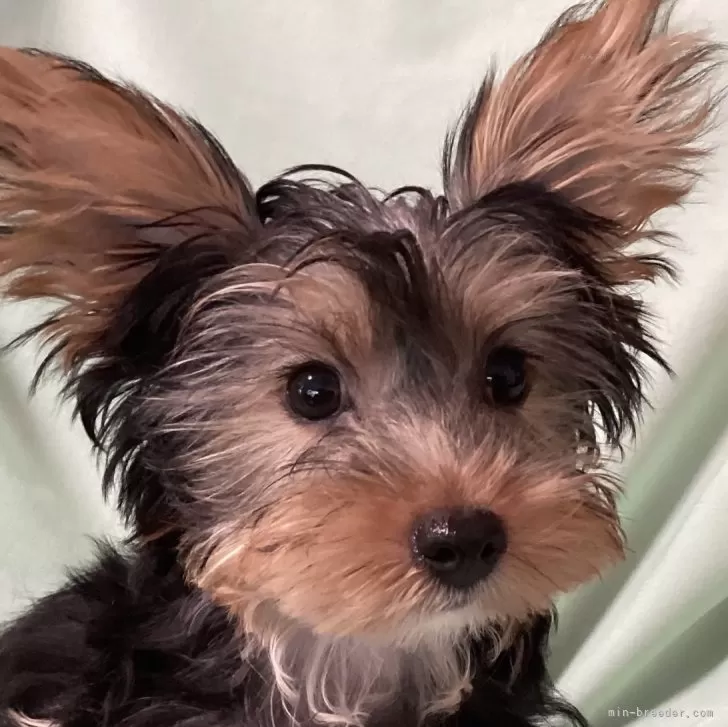 ID:2404-07002の子犬