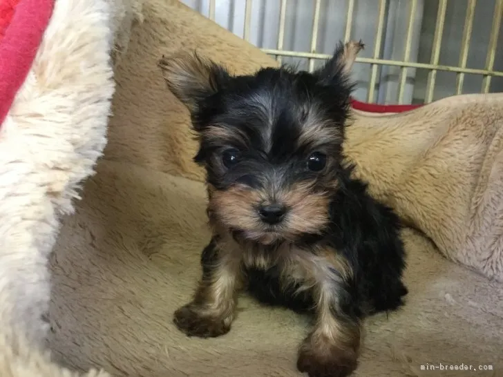 ID：1801-01030の子犬