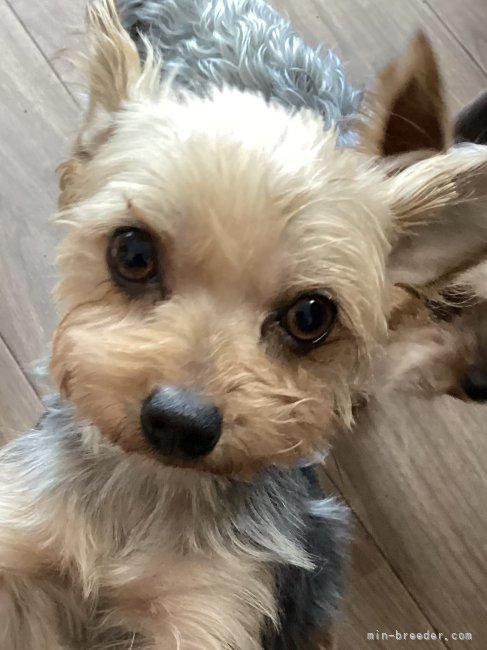 ヨークシャーテリア【・女の子・2021年11月6日・STEEL BLUE &amp; TAN】