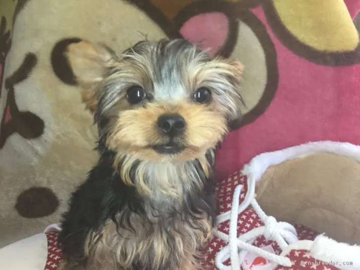 ID：1701-00754の子犬