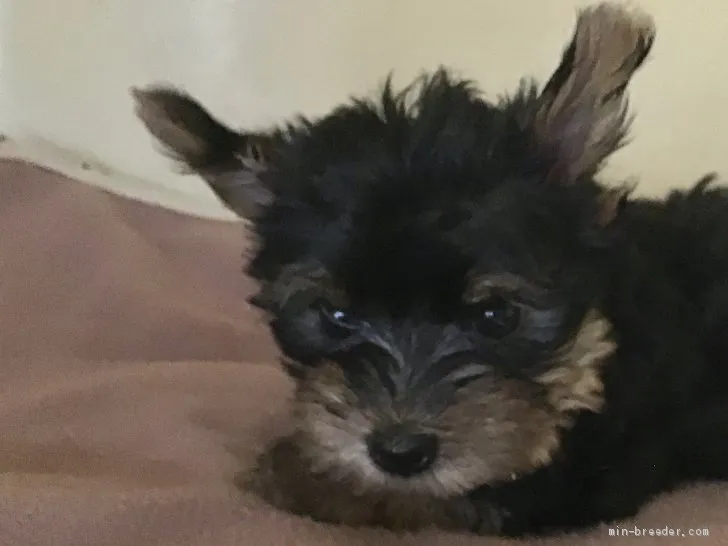 しん 様のお迎えした子犬