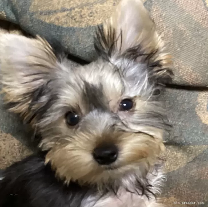ID：2407-02006の子犬