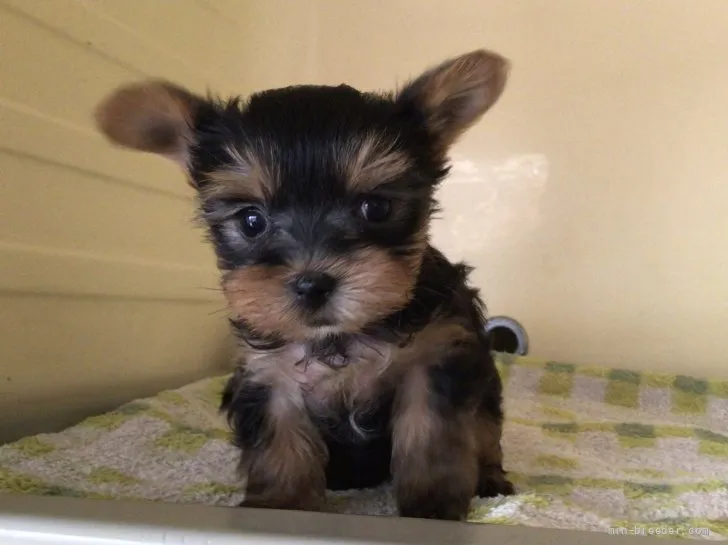 ID：2111-03465の子犬