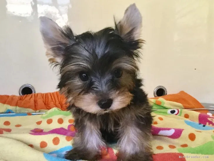 ID：1908-01932の子犬