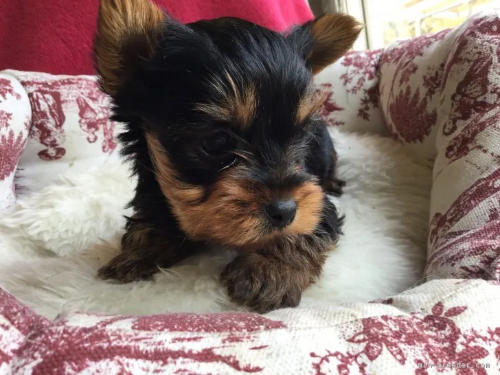 ID：1701-01077の子犬