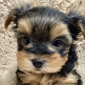 ヨークシャーテリア【福島県・男の子・2023年12月5日・スティールブルー&タン】の写真「元気で無駄吠えの無い男の子」