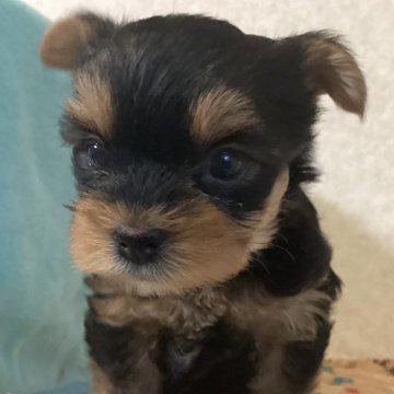 ヨークシャーテリア【福島県・女の子・2024年9月1日・スティールブルー&タン】の写真「元気な女の子」