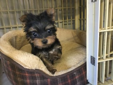 ヨークシャーテリア【福島県・女の子・2017年10月25日・スティールブルータン】の写真「小さな可愛いの女の子」