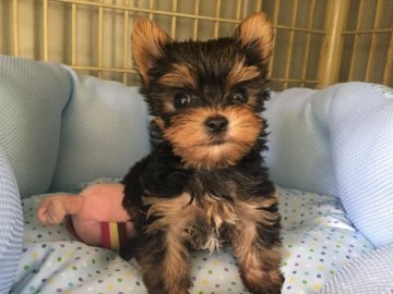 ヨークシャーテリア【福島県・男の子・2017年8月4日・スティールブルータン】の写真「小さなイケメン君」