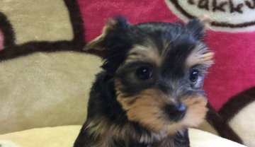 ヨークシャーテリア【福島県・女の子・2016年9月7日・スティールブルー&タン】の写真「まん丸お顔の女の子」