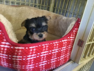 ヨークシャーテリア【福島県・女の子・2017年11月15日・スティールブルー&タン】の写真「小さな可愛いの女の子」