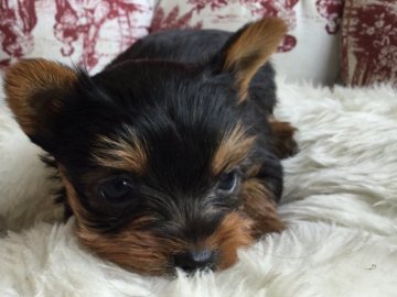 ヨークシャーテリア【福島県・女の子・2016年12月7日・スティールブルータン】の写真「小ぶりな女の子」