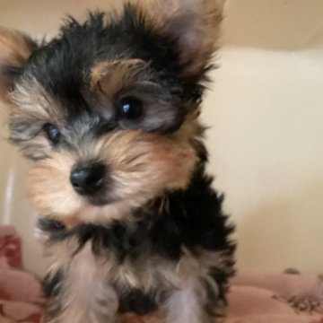 ヨークシャーテリア【福島県・男の子・2023年4月5日・スティールブルー&タン】の写真「とっても明るいイケメン君」