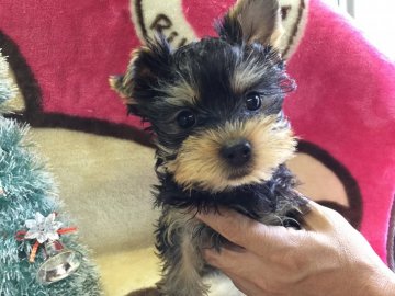 ヨークシャーテリア【福島県・女の子・2016年9月7日・スティールブルー&タン】の写真「優しいお顔 今年最後の女の子」