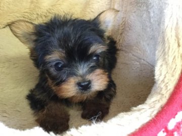 ヨークシャーテリア【福島県・男の子・2017年11月24日・スティールブルー&タン】の写真「小さな男の子」