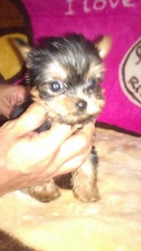 ヨークシャーテリア【福島県・女の子・2016年8月20日・スティールブルータン】の写真「とっても可愛い女の子」