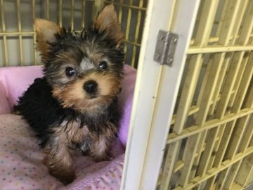 ヨークシャーテリア【福島県・女の子・2017年7月25日・スティールブルータン】の写真「真ん丸顔の女の子」