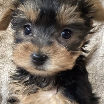 ヨークシャーテリア【福島県・女の子・2023年11月9日・スティールブルー&タン】の写真「可愛い女の子」