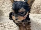 ヨークシャーテリア【福島県・女の子・2023年12月5日・スティールブルー&タン】の写真2